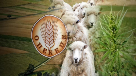 Πρωτοφανές: Δηλωμένα πρόβατα στον ΟΠΕΚΕΠΕ έφαγαν… μισό λιβάδι χασίς σε φυτεία της Θεσσαλίας!