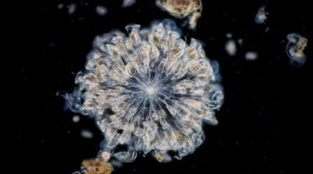 Μικροοργανισμός που ήταν παγωμένος για 24.000 χρόνια στη Σιβηρία «ξύπνησε» και άρχισε να αναπαράγεται